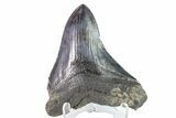 Fossil Megalodon Tooth - Georgia #151549-2
